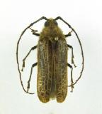 Click for more details.